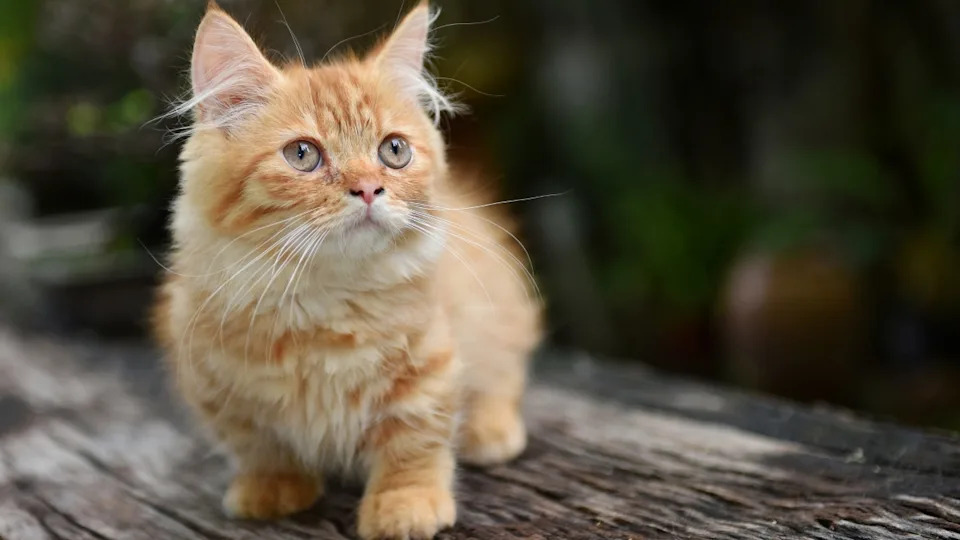 Which Cat Breeds are Smallest