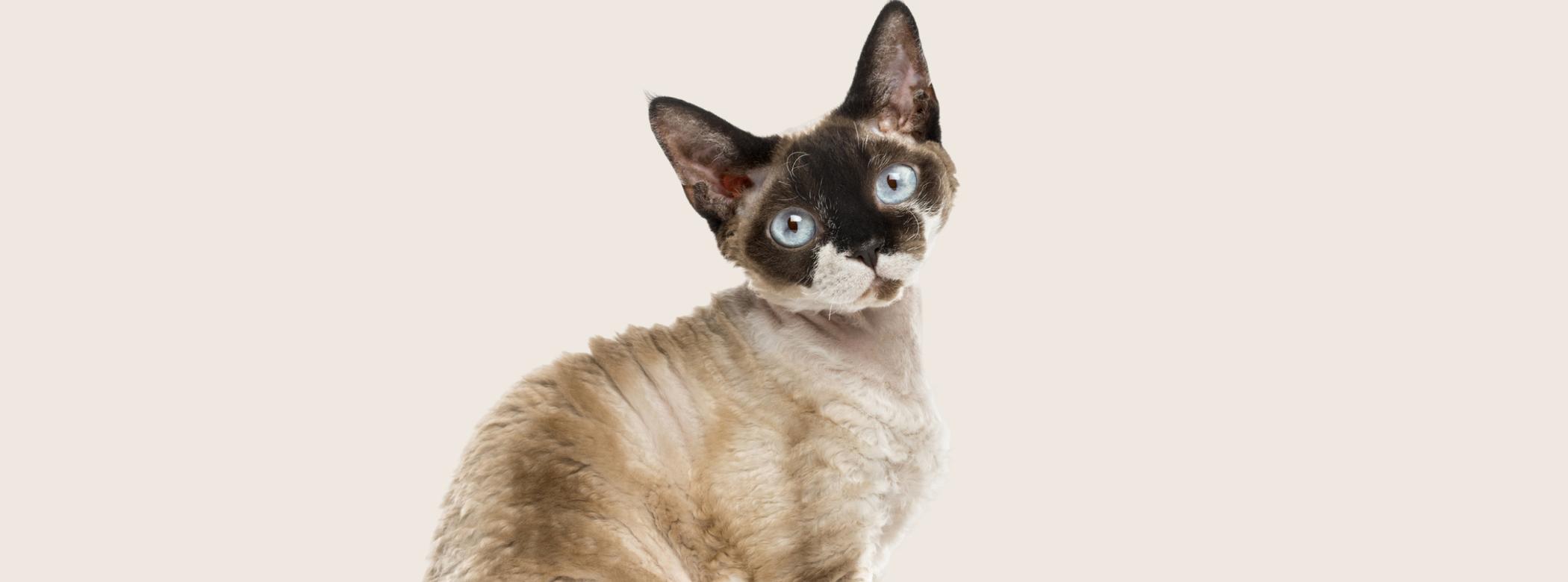 Which Cat Breeds are Smartest