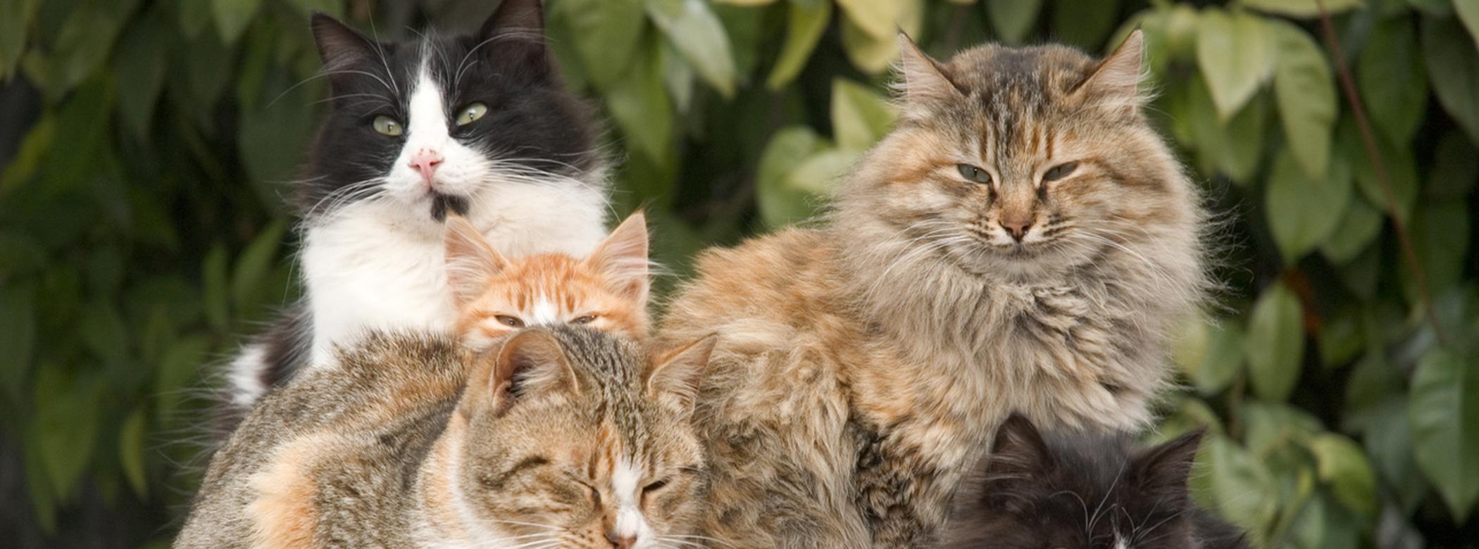 Which Cat Breeds are the Biggest