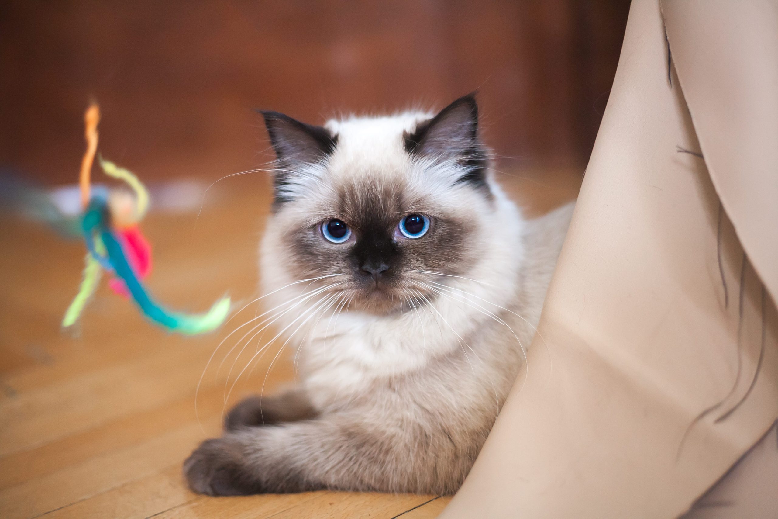Which Cat Breeds are the Healthiest: Top Picks for Long Life
