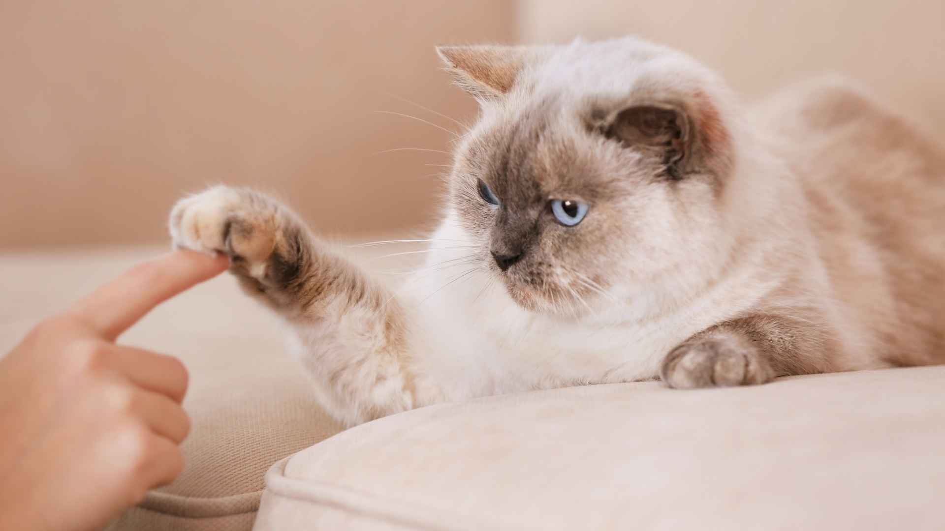 Which Cat Breeds are the Nicest: Top Friendly Felines Revealed