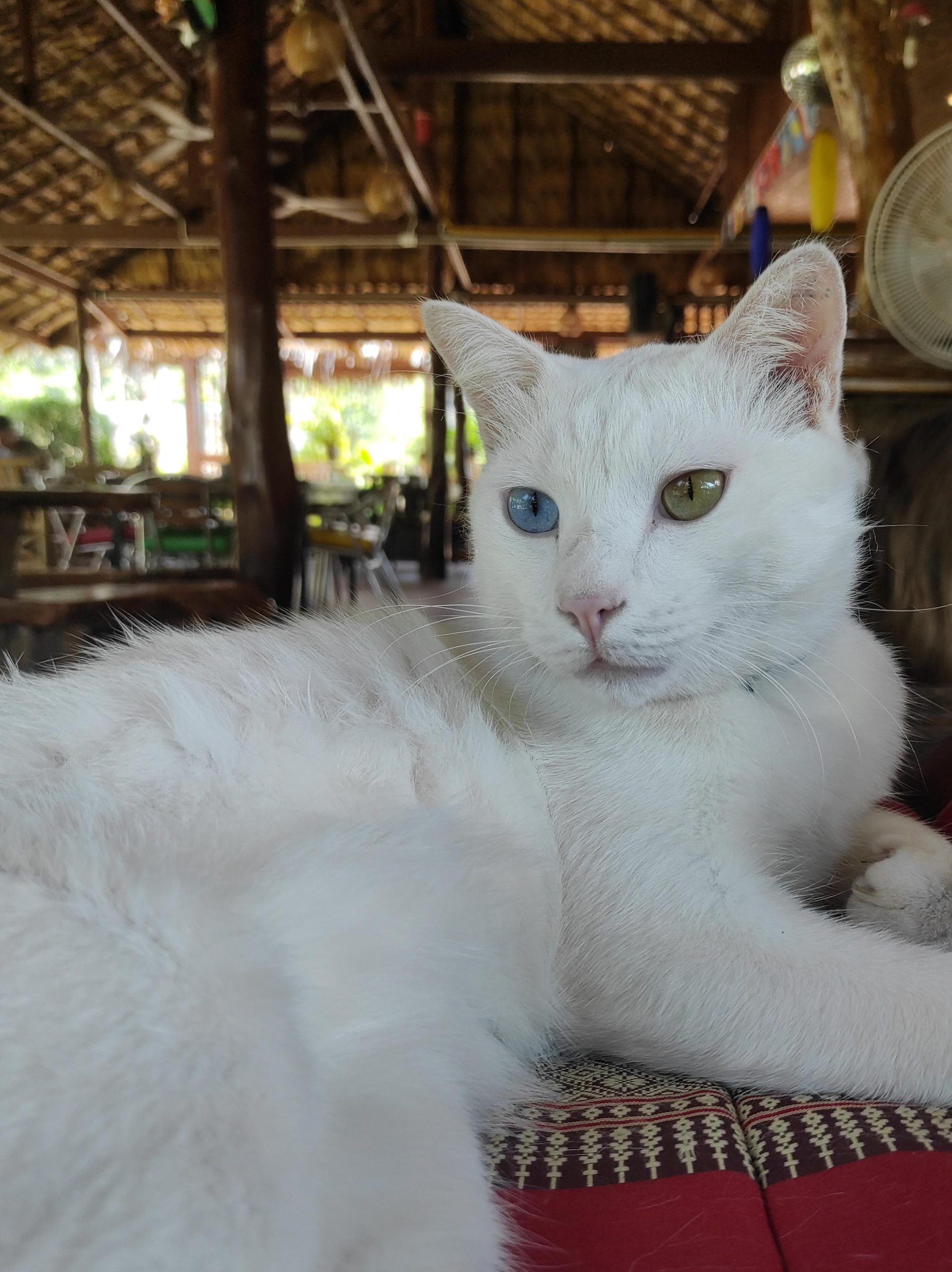 Which Cat Breeds Can Be Dichromatic