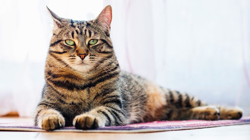 Which Cat Breeds Can Be Tabbies