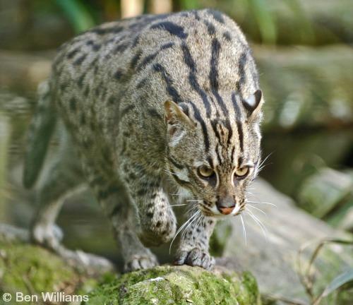 Which Cat Breeds Can Survive in a Coastal Swamp: Top Resilient Picks