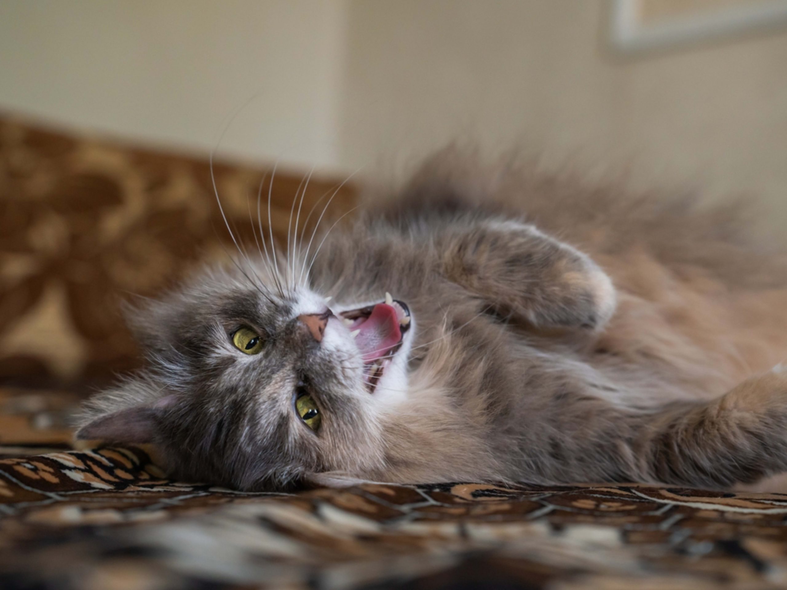 Which Cat Breeds Chirp