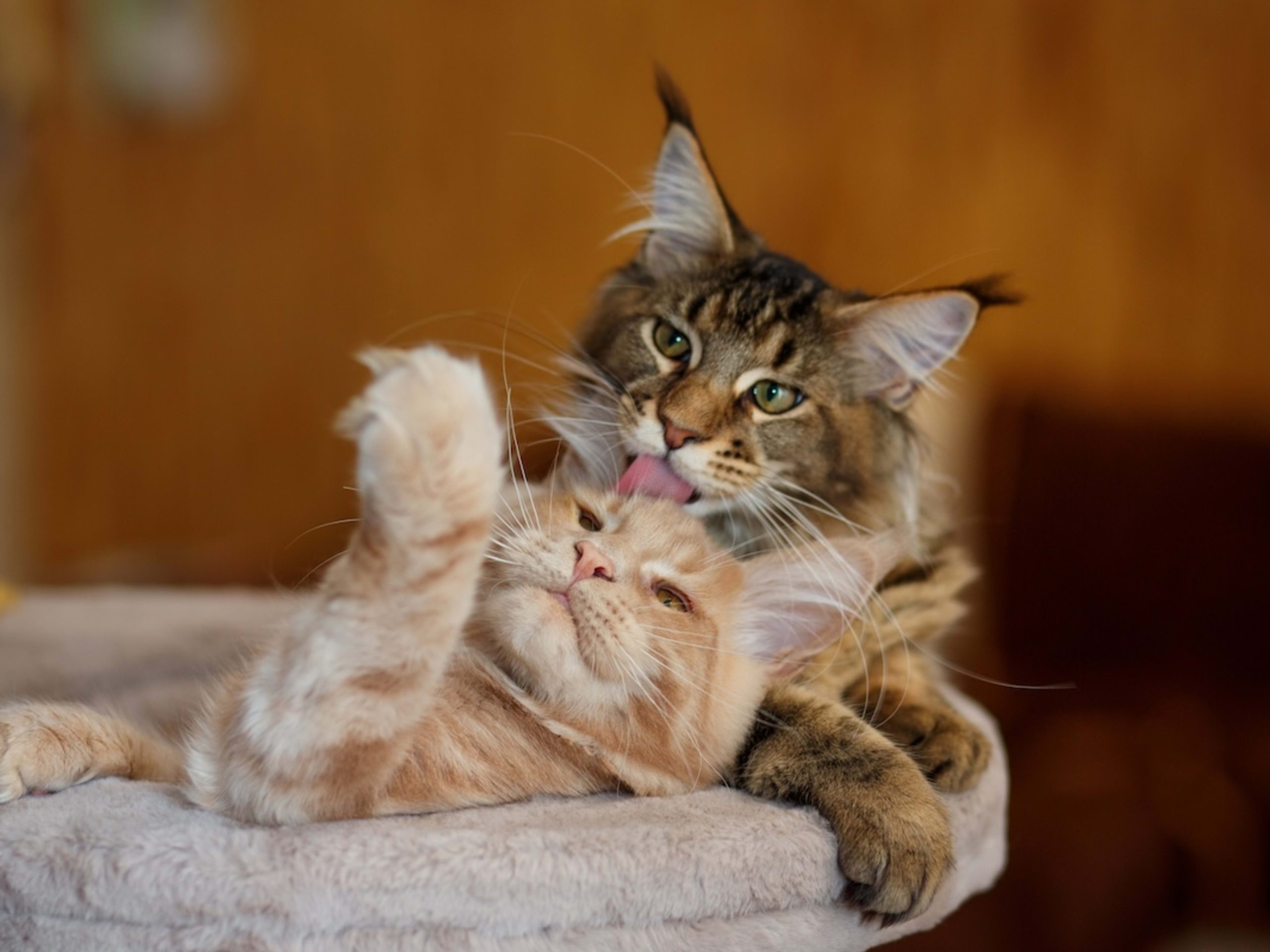 Which Cat Breeds Get along With Each Other: Top Friendly Pairings