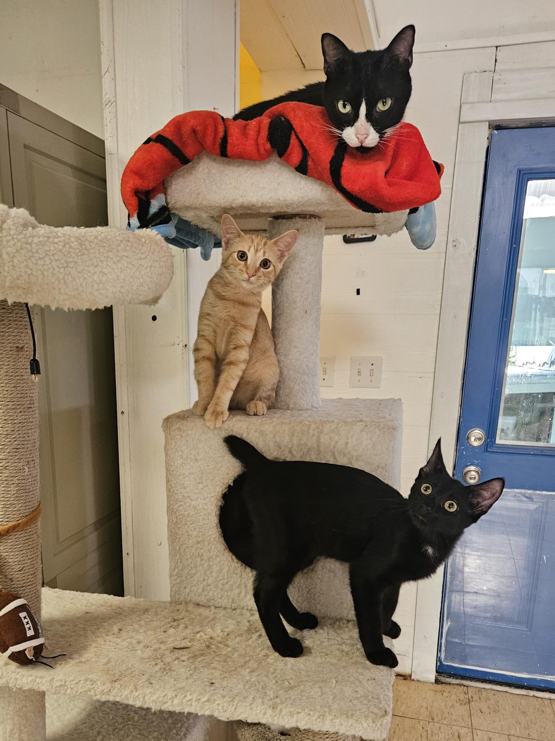 Which Cat Breeds Have a Squirrel Like Tail: Top Fluffy Favorites
