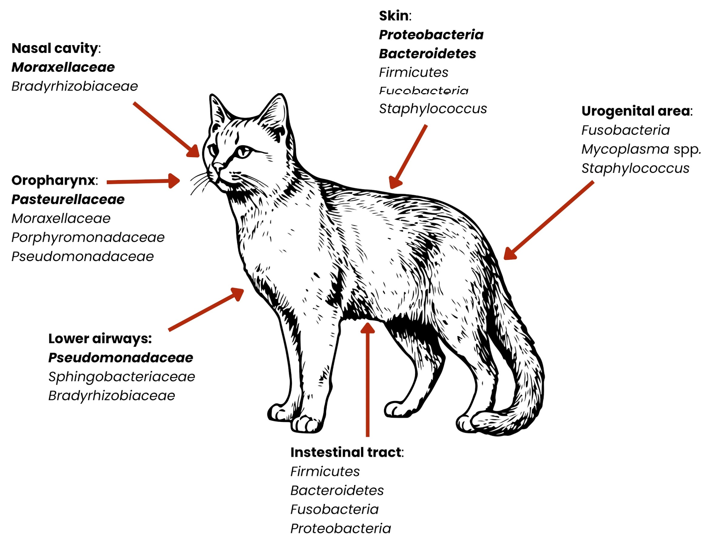 Which Cat Breeds Have Capnocytophaga