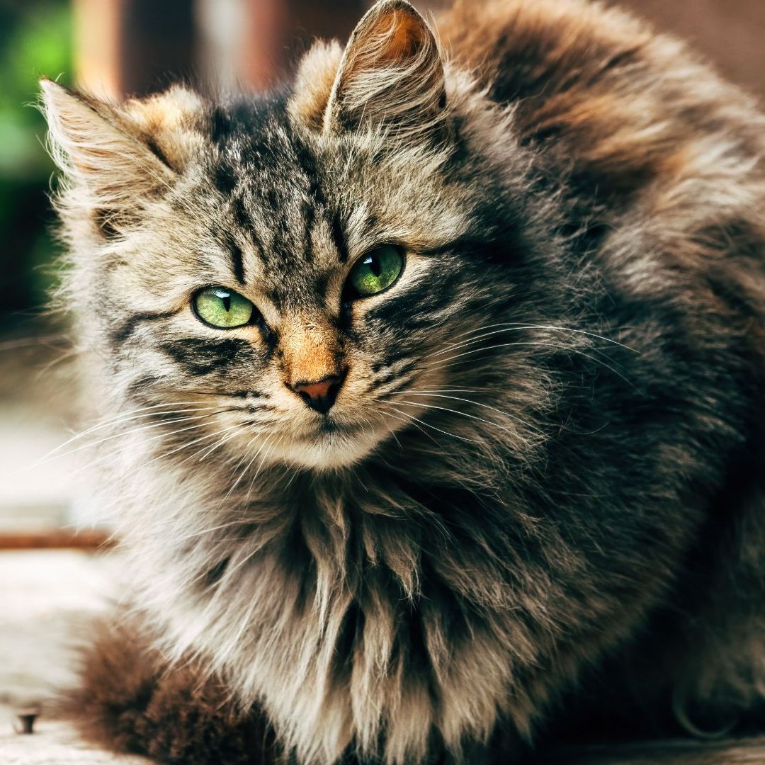 Which Cat Breeds Have Fluffy Tails