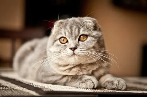 Which Cat Breeds Have Round Eyes: Top Adorable Feline Picks