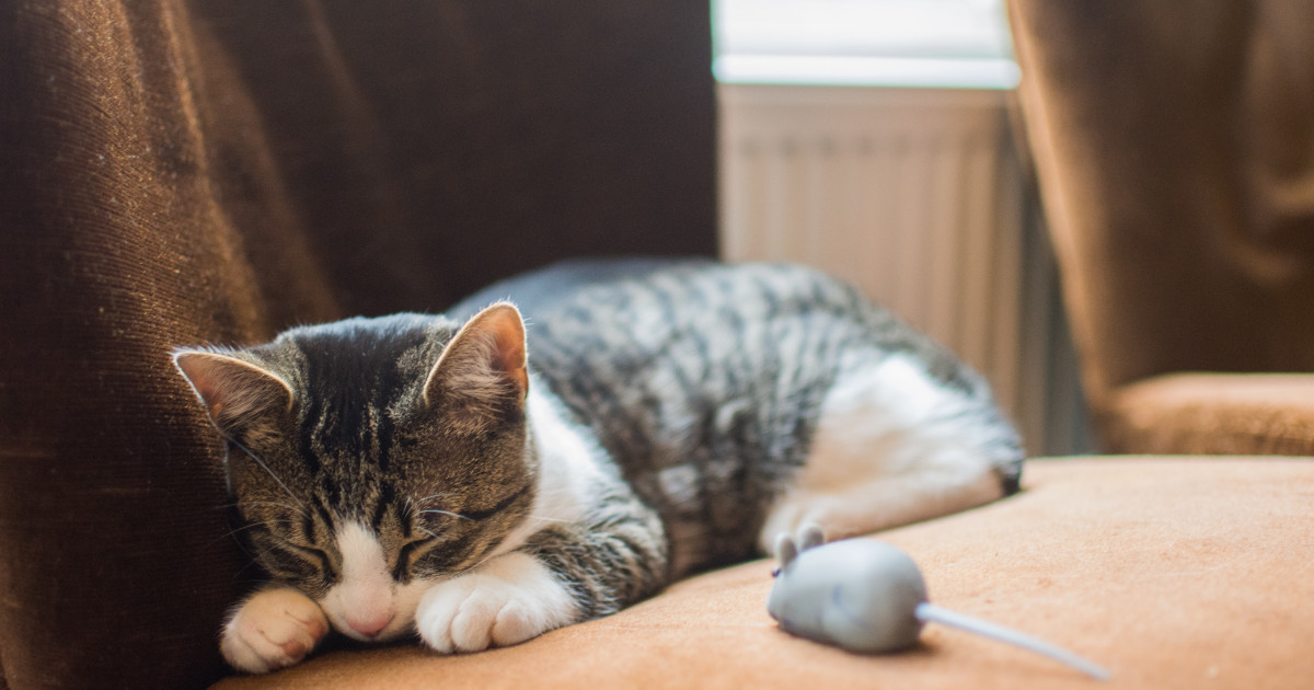 Which Cat Breeds Hunt Mice