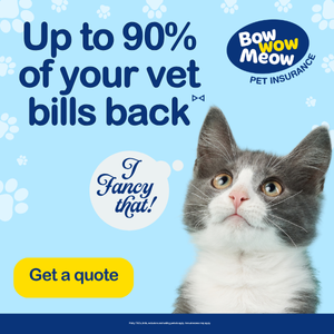 Which Cat Breeds is Strictly Indoor