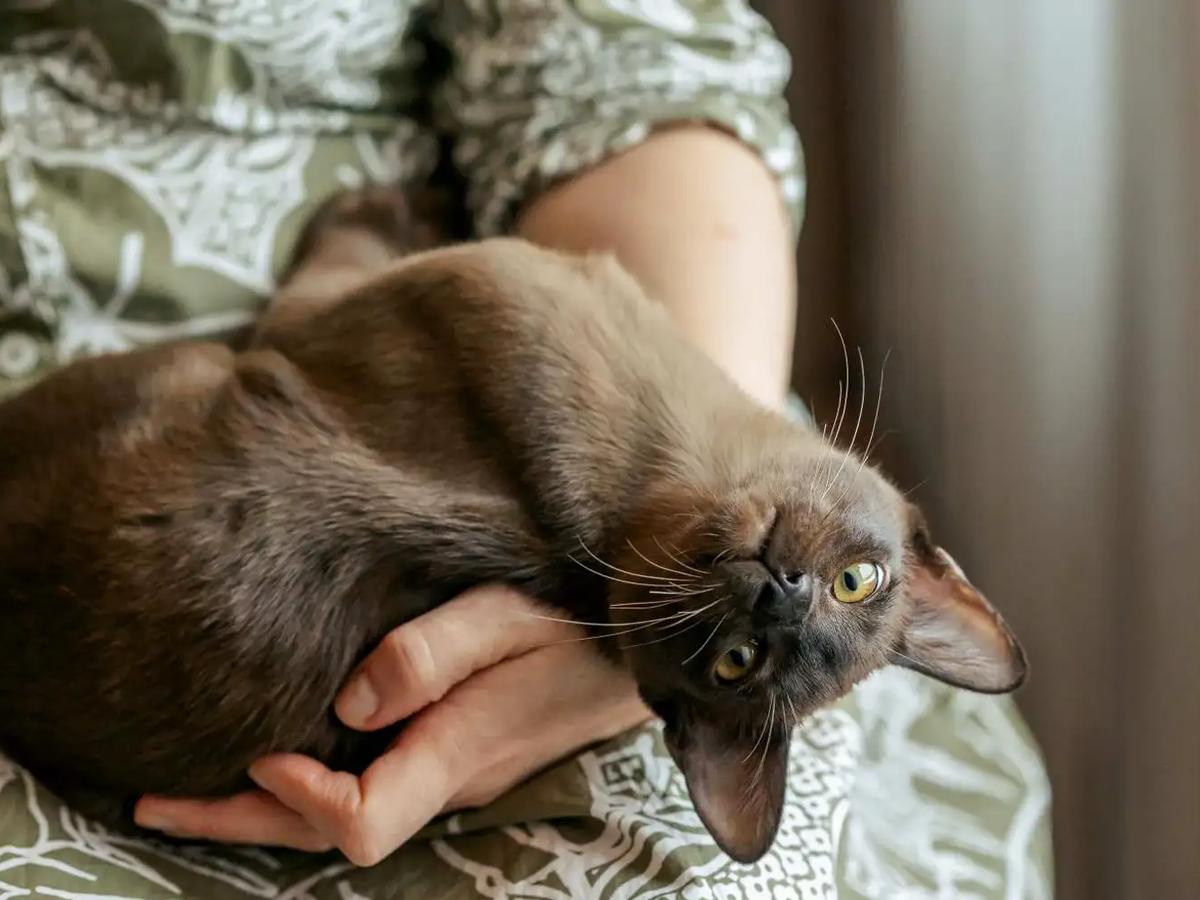 Which Cat Breeds Live Longest: Top 10 Long-Lived Feline Friends
