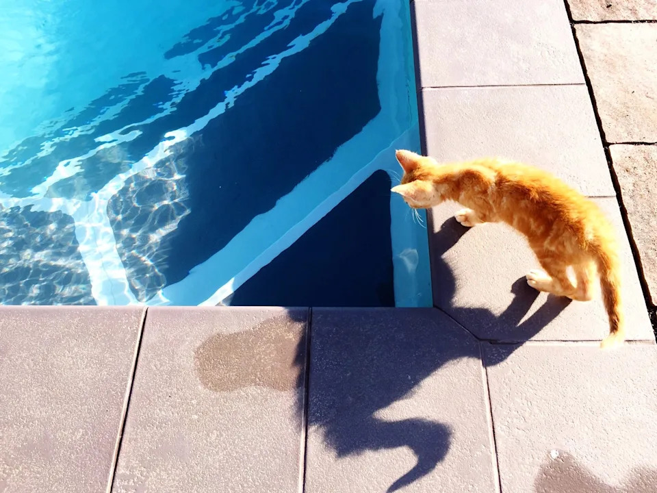 Which Cat Breeds Like to Swim: Surprising Water-Loving Felines