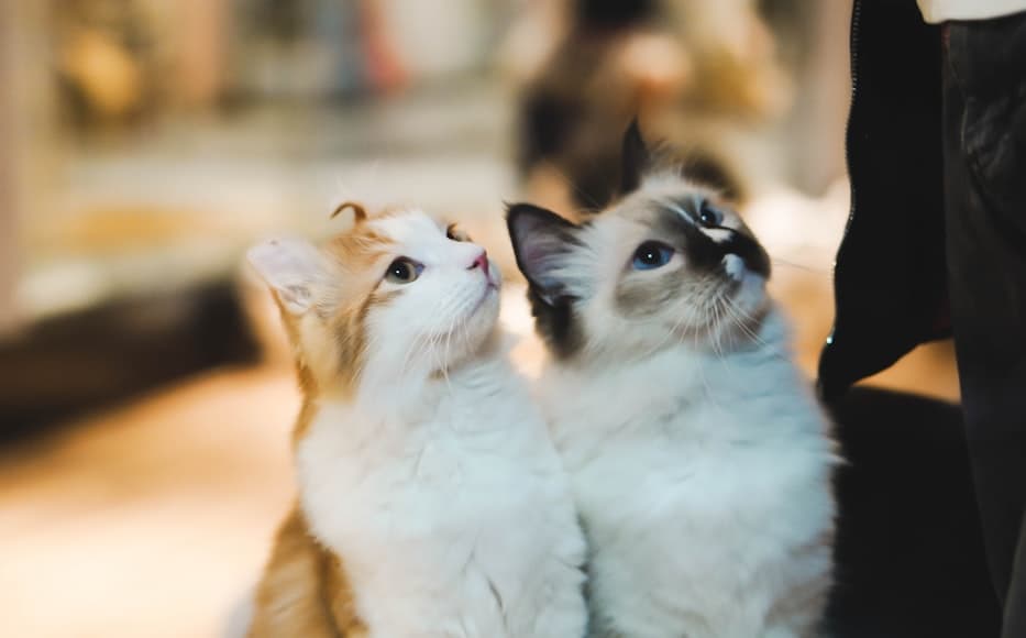 Which Cat is Dominant Grooming: Unveiling Feline Hierarchy Secrets