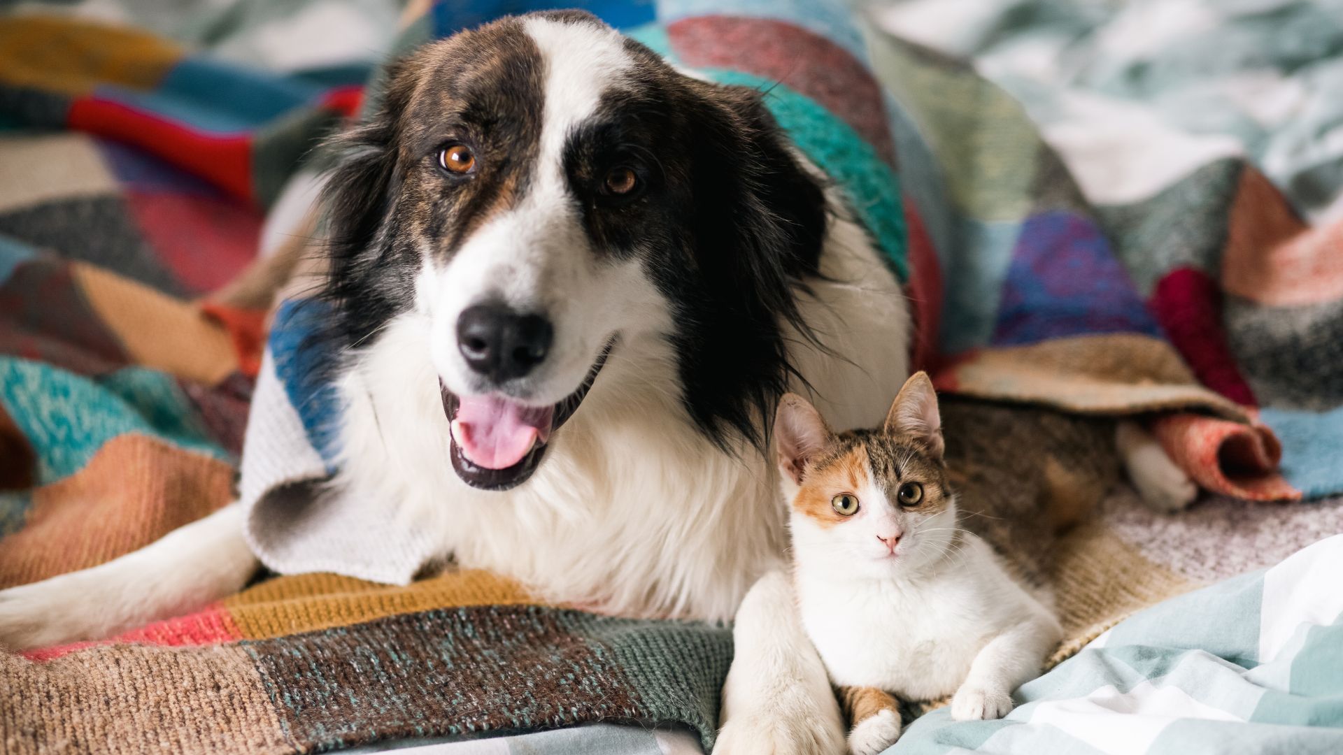 Which Dog Breeds Like Cats