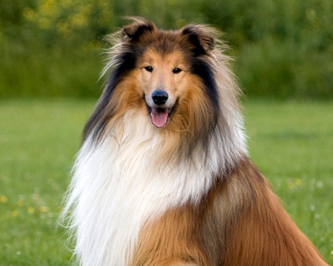 Which Dog Breeds Safest With Cats: Top Friendly Breeds Revealed