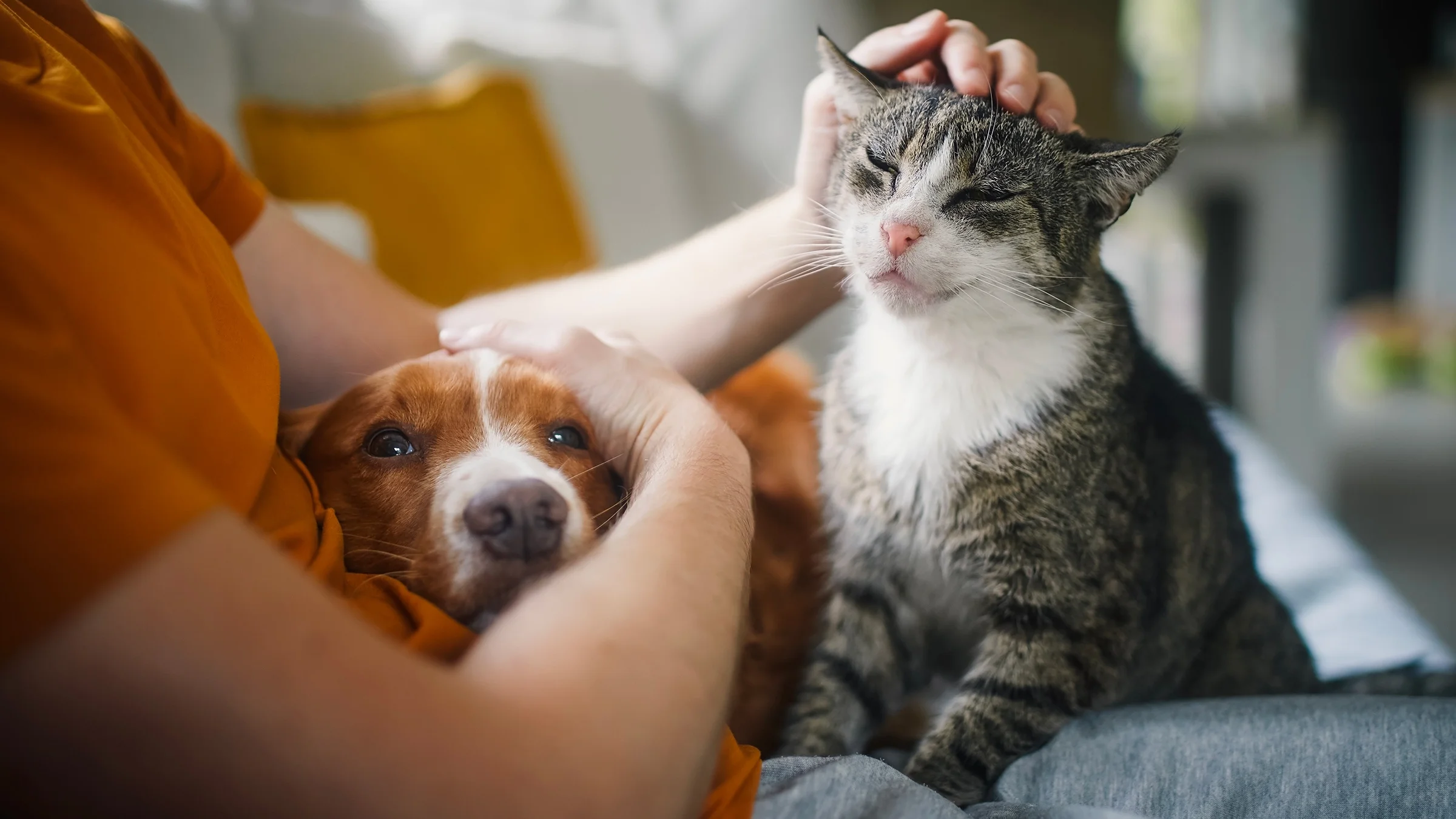 Which is Safer Dog Or Cats to Human Health: Surprising Truths Revealed