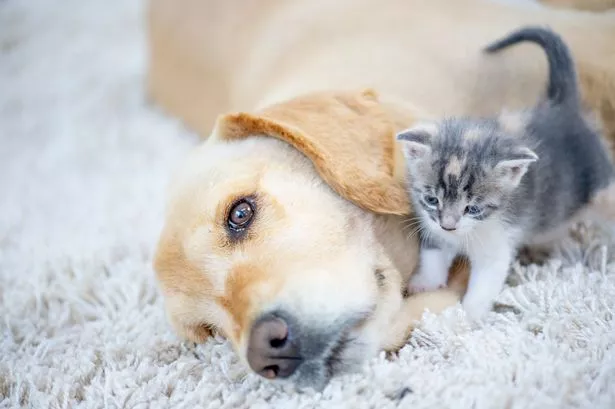 Which Puppy Breeds Work Well With Cats: Top Friendly Picks
