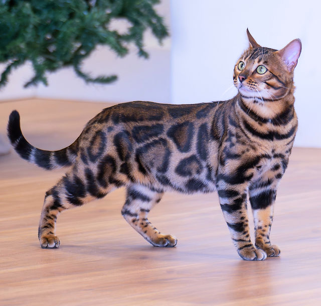 Who Breeds Bengal Cats