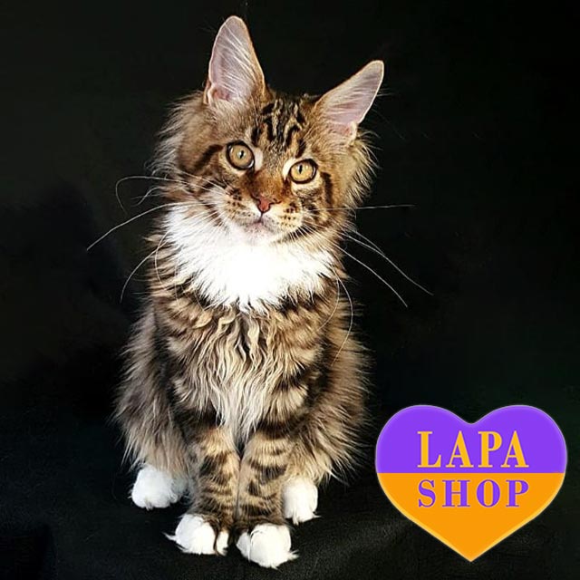 Who Breeds Biggest Coon Cats: Top Breeders Revealed