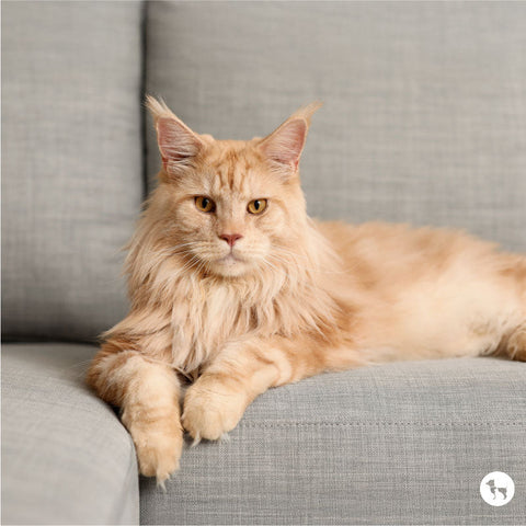 Who Breeds Largest Maine Coon Cats: Top Breeders Revealed!