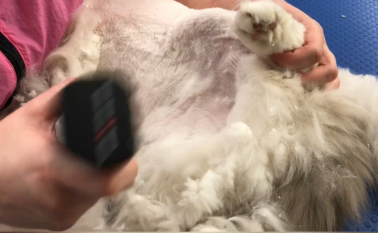 Who Grooms Cats While Putting Them under: Expert Care Unveiled