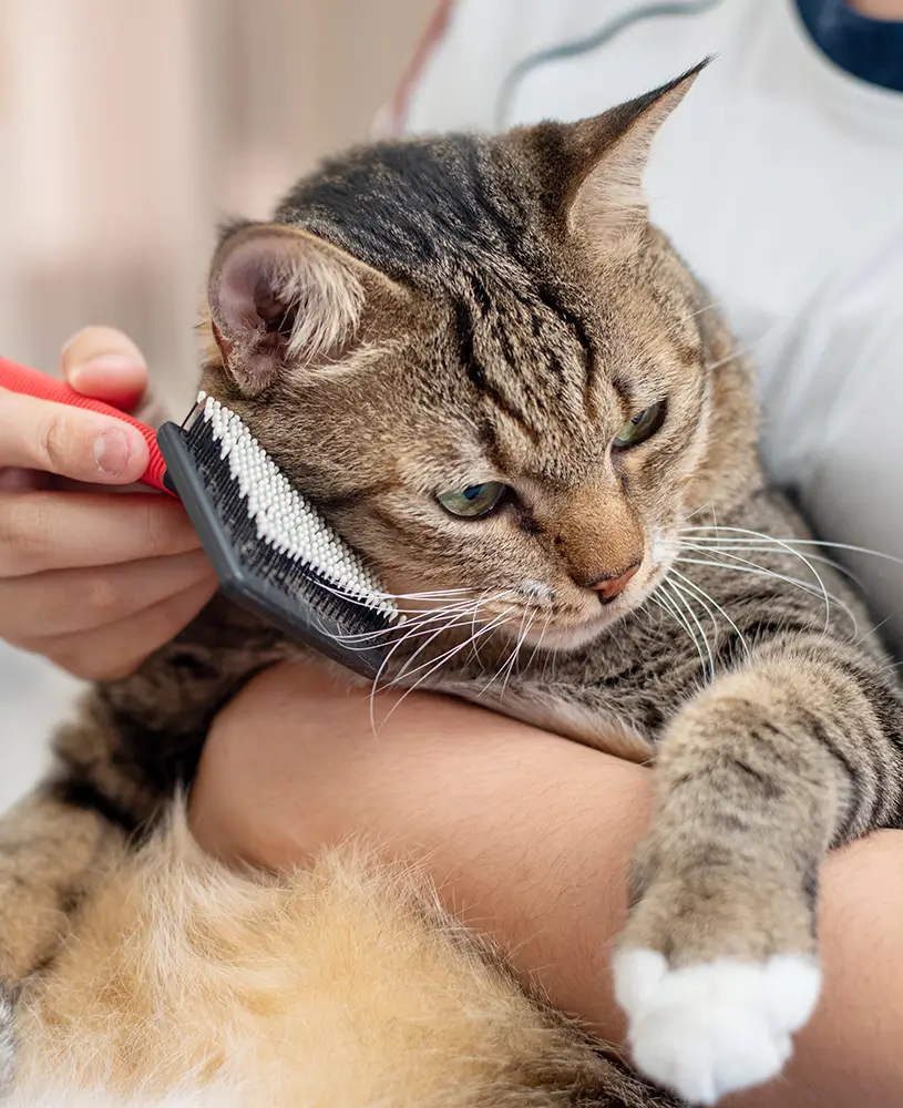 Who Teaches Cat Grooming: Expert Tips from Top Professionals