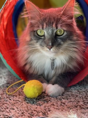 Who Will Help Me Groom Wild Cats in Las Vegas: Expert Tips Revealed