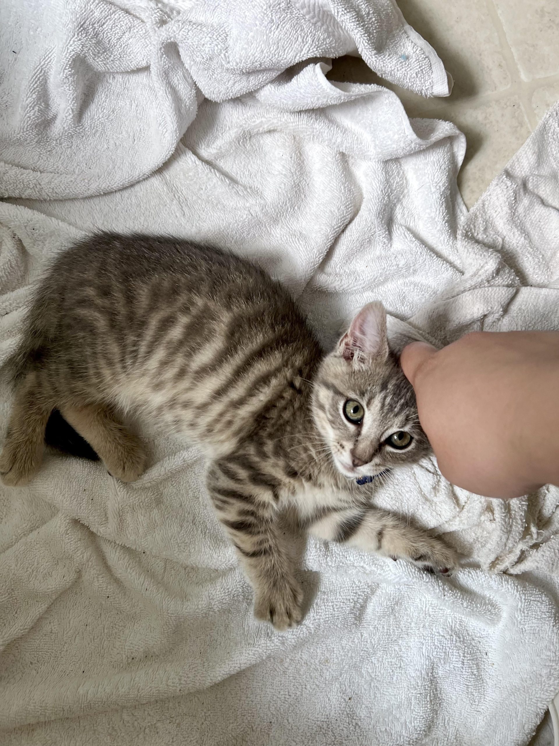 Why are Cat Breeds So Hard to Distinguish