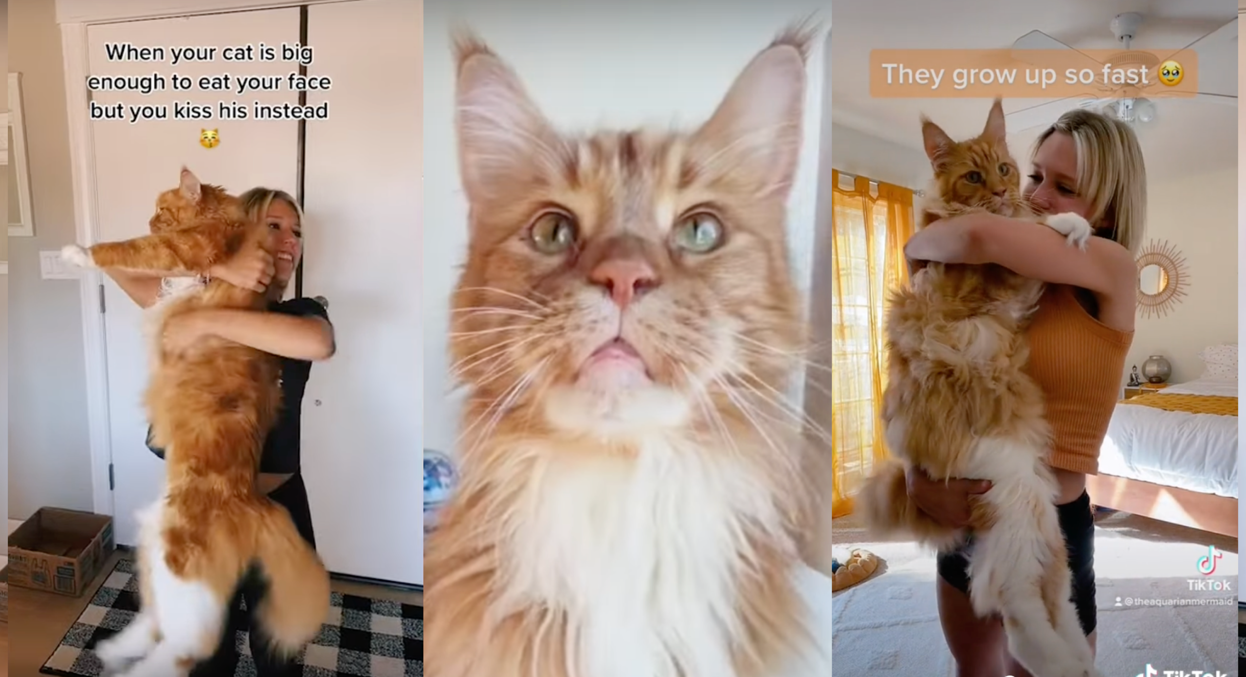 Why are Northern Breeds of Cats So Big: Surprising Reasons Revealed
