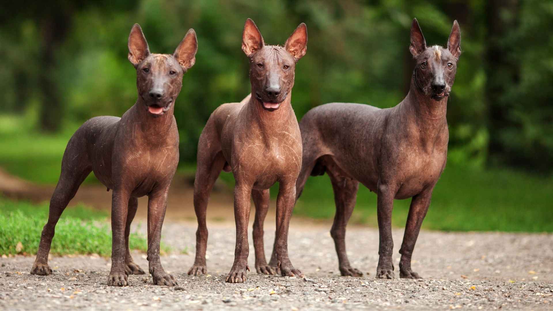 Why are Some Dog And Cat Breeds Hairless Canidae: Surprising Facts Revealed