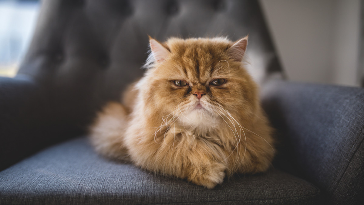 Why Arent Larger Breeds of Cats More Common? Uncovering Truths