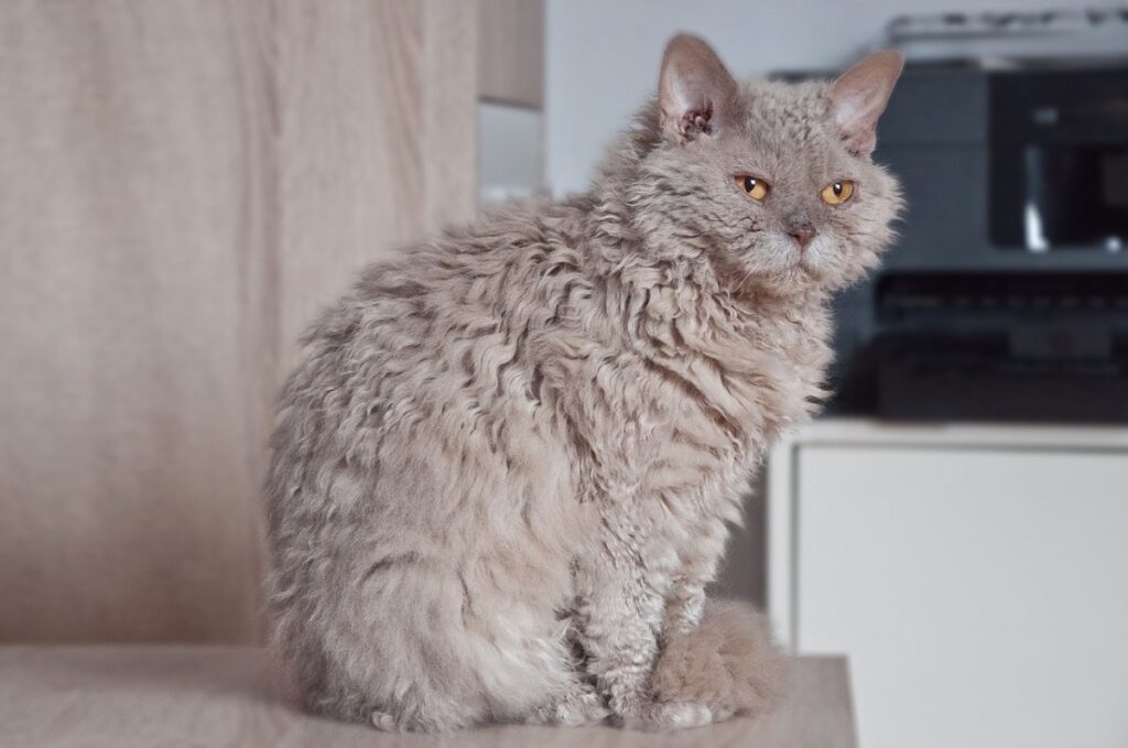 Why Arent There Long Haired Large Cat Breeds? Surprising Facts Revealed