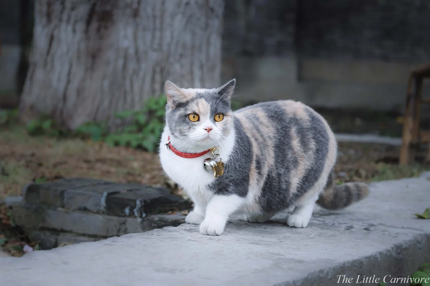 Why Breeding Munchkin Cats is Bad: Shocking Truths Revealed