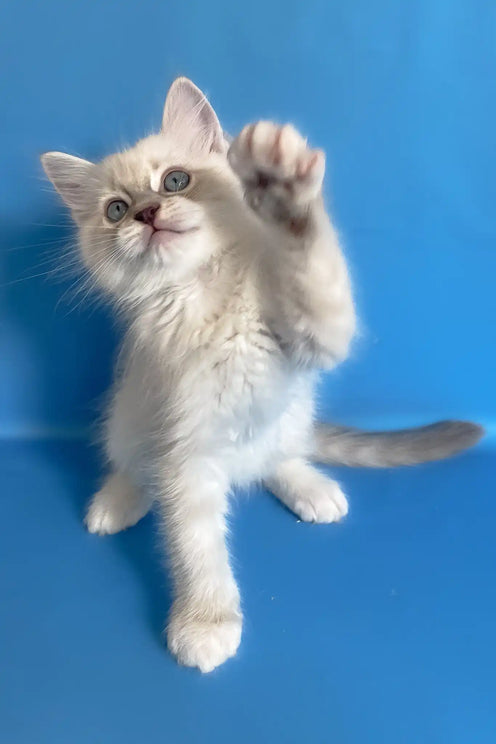 Why Buy a Cat from a Breeder