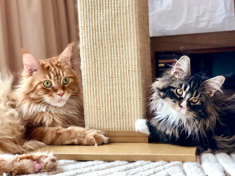 Why Can'T I Find Bobby Flay'S Cat Breeder