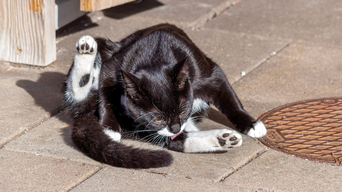 Why Cat Bite Tail Grooming: Uncover Surprising Reasons & Solutions