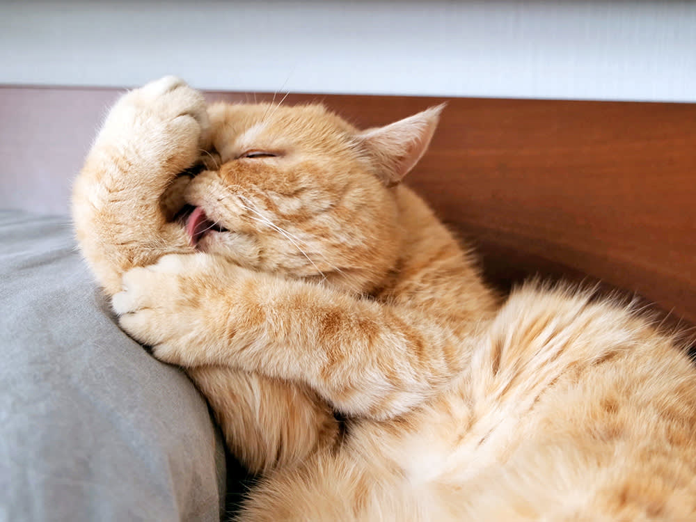 Why Cat Groom Themselves