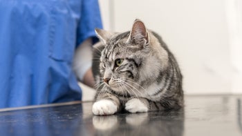 Why Cat Most People Afford Health Insurance