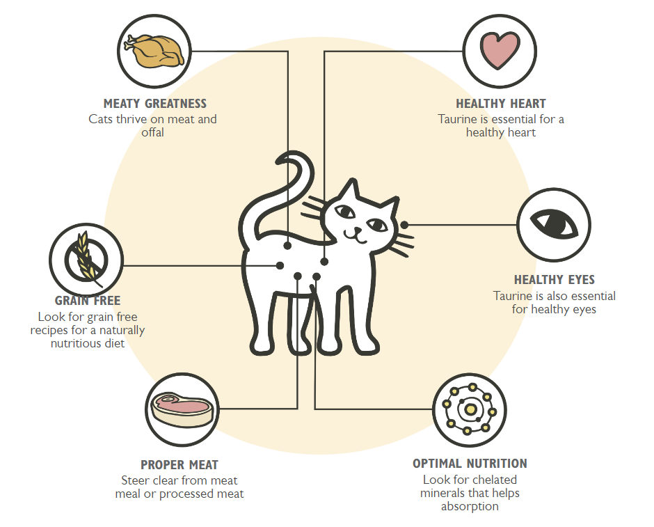 Why Cats are Good for Health