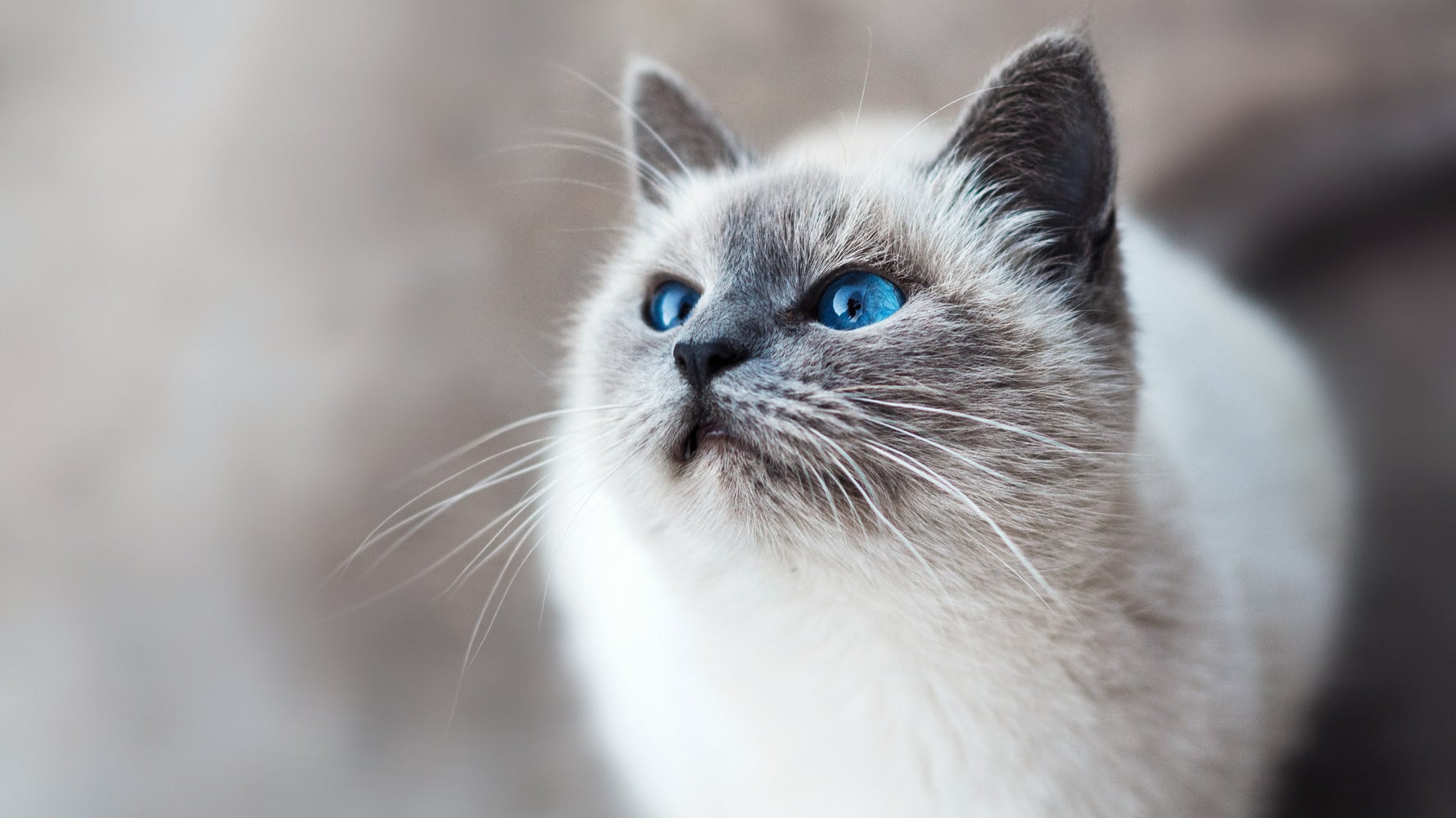 Why Cats are Good for Your Health Huffington Post