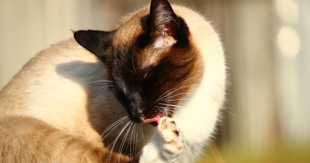 Why Cats Don’T Groom Themselves: Surprising Reasons Revealed