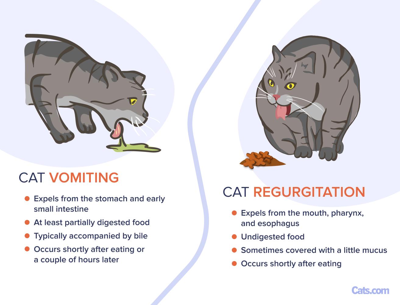 Why Cats Groom After Eating: Surprising Reasons Explained