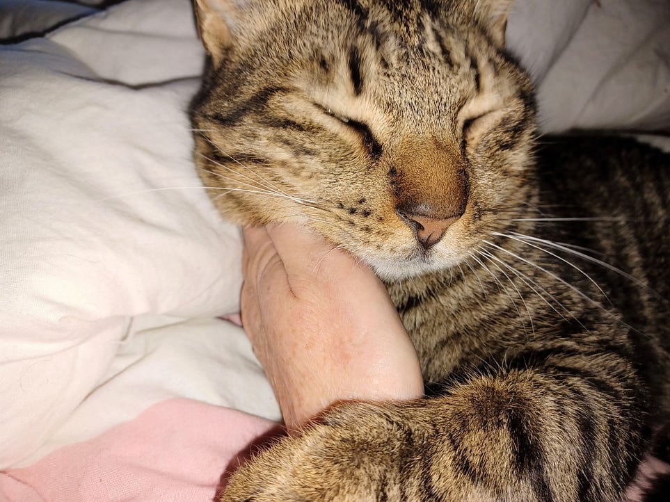 Why Cats Groom Themselves on Your Lap: Surprising Reasons Revealed