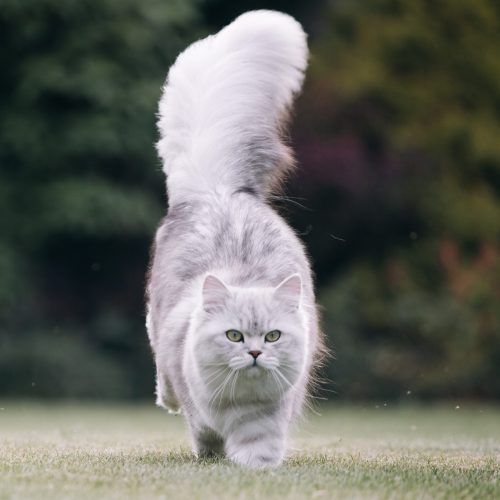 Why Cats Walk Backwards Health 2019