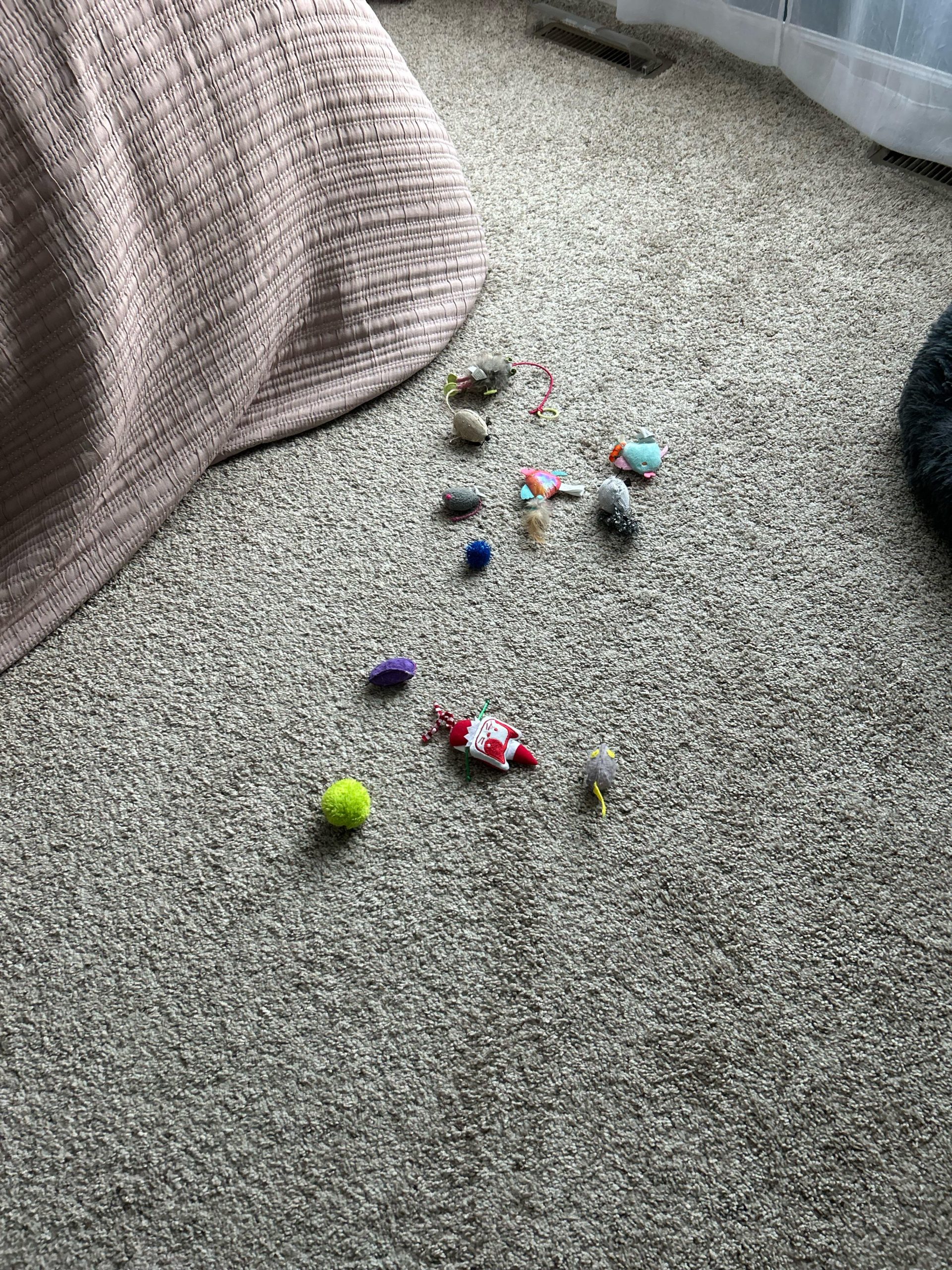 Why Did My Cat Bring Me a Toy