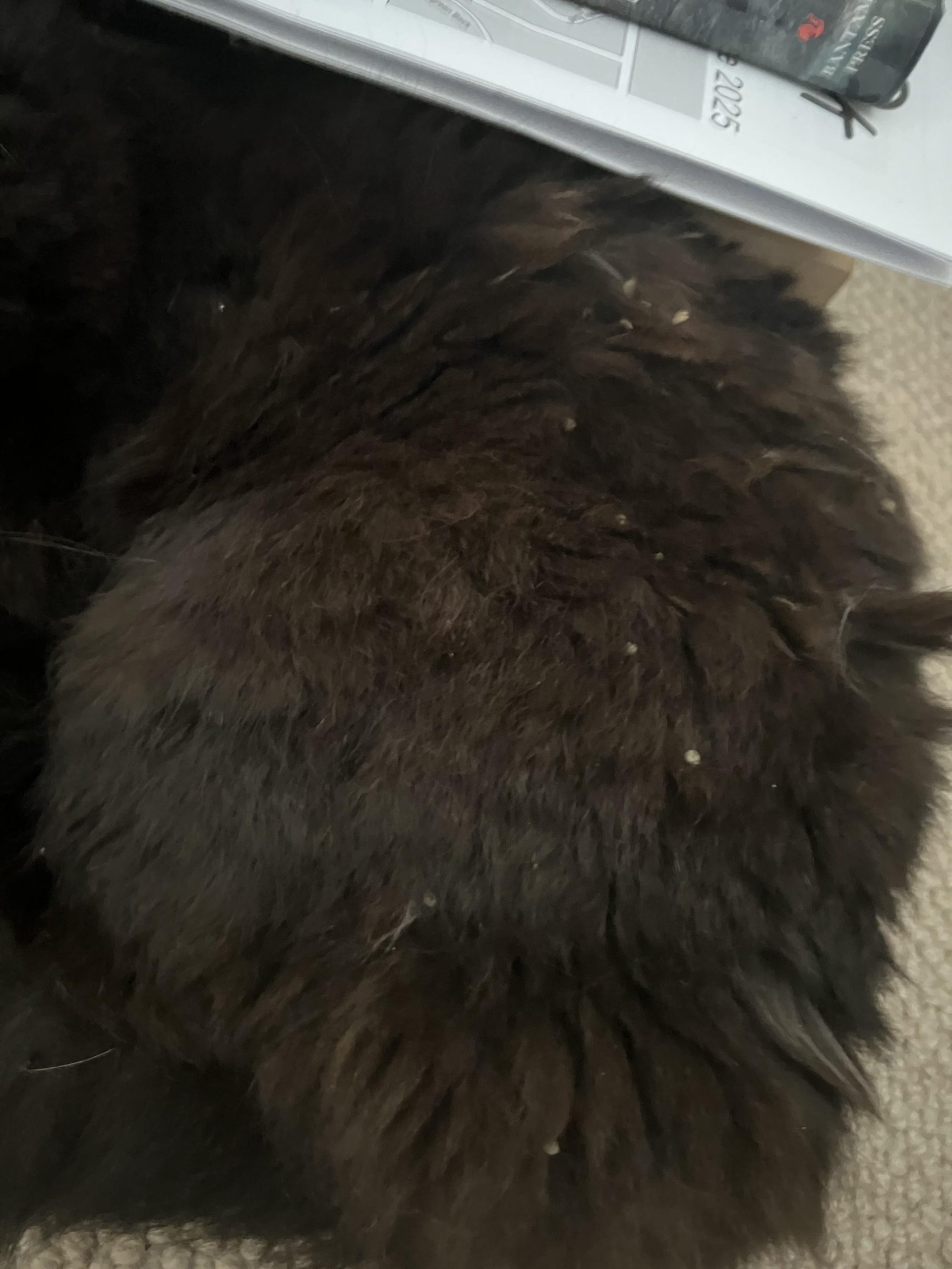Why Did My Cat Stopped Grooming Herself: Causes & Solutions