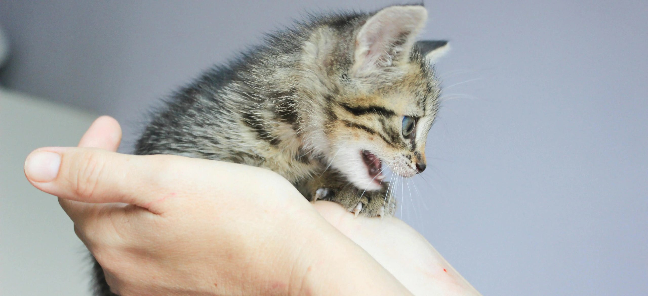 Why Do Cats Bite Their Skin When Grooming