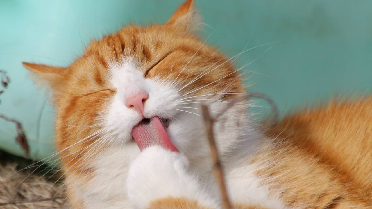 Why Do Cats Bite Thier Paws When Grooming